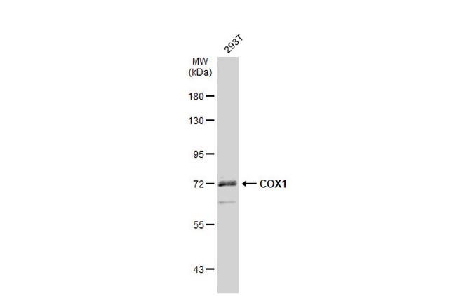 COX1 Antibody in Western Blot (WB)