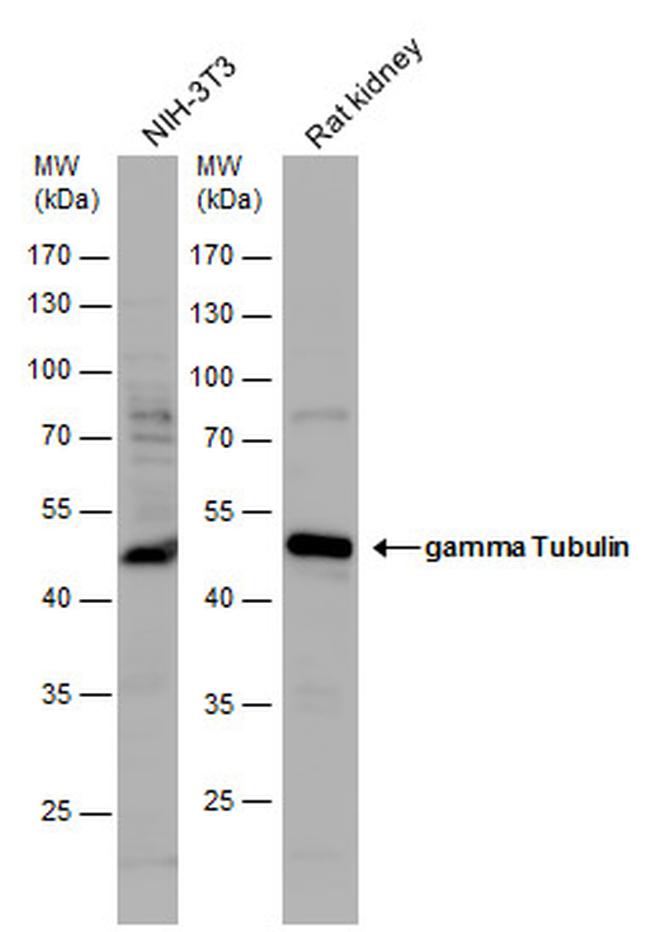 gamma Tubulin Antibody in Western Blot (WB)