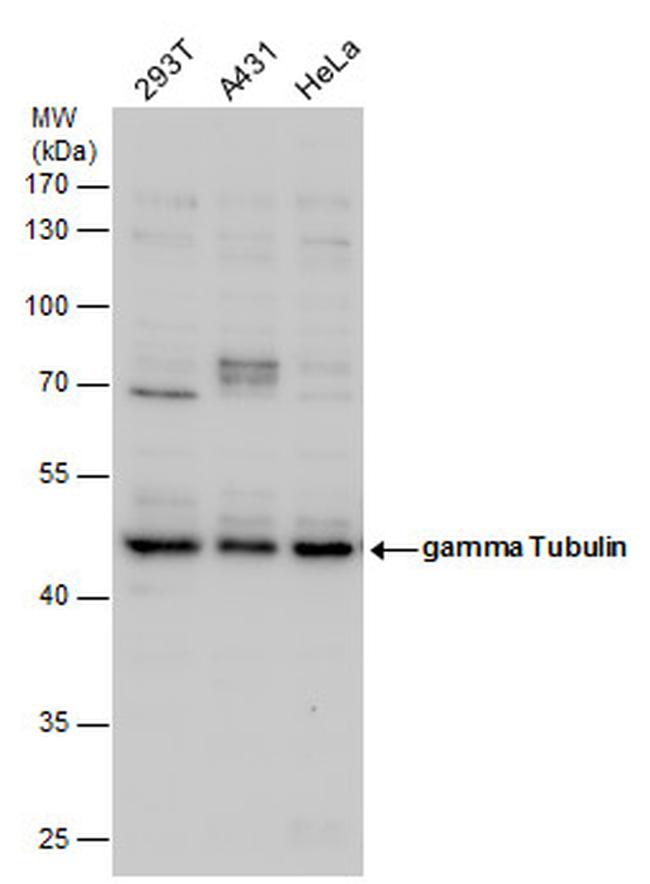 gamma Tubulin Antibody in Western Blot (WB)