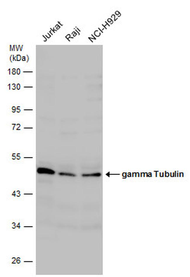 gamma Tubulin Antibody in Western Blot (WB)