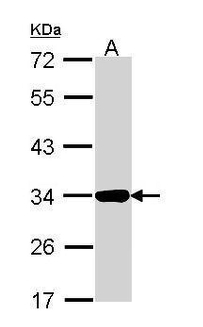 Annexin A4 Antibody in Western Blot (WB)