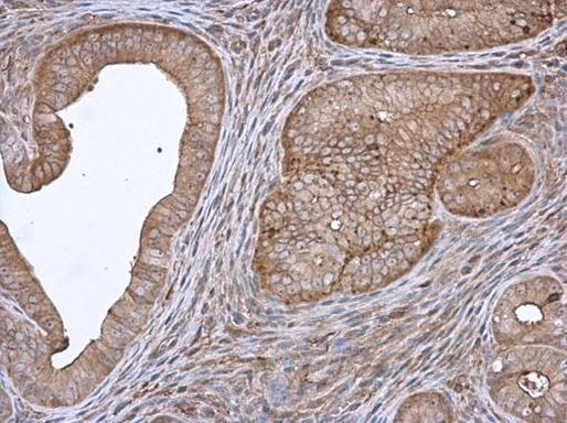 Annexin A4 Antibody in Immunohistochemistry (Paraffin) (IHC (P))