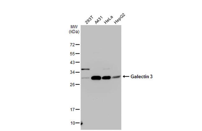 Galectin 3 Antibody in Western Blot (WB)