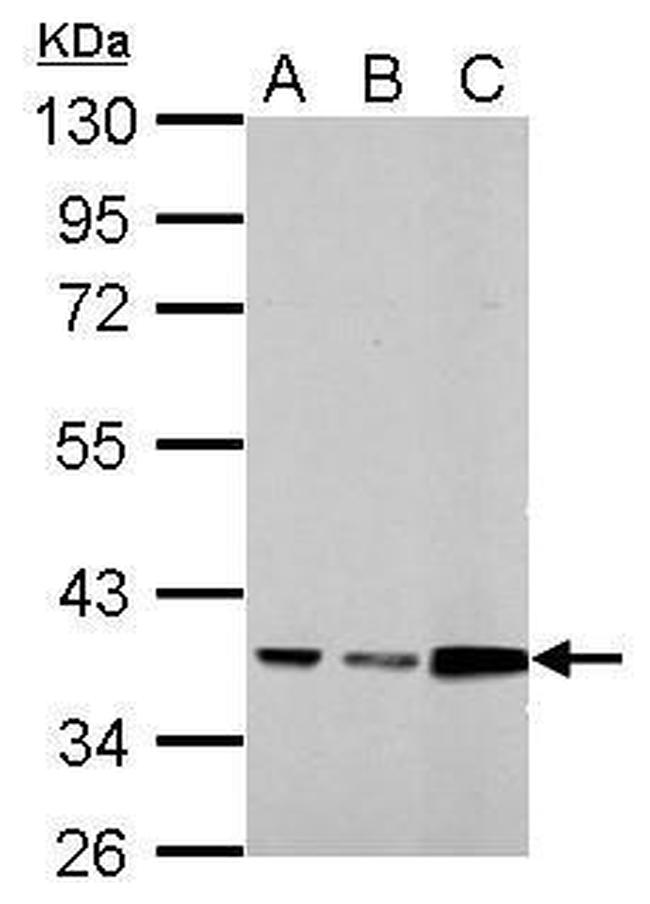 Annexin A3 Antibody in Western Blot (WB)