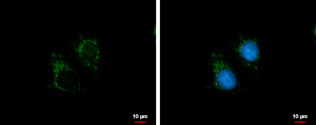 STC2 Antibody in Immunocytochemistry (ICC/IF)