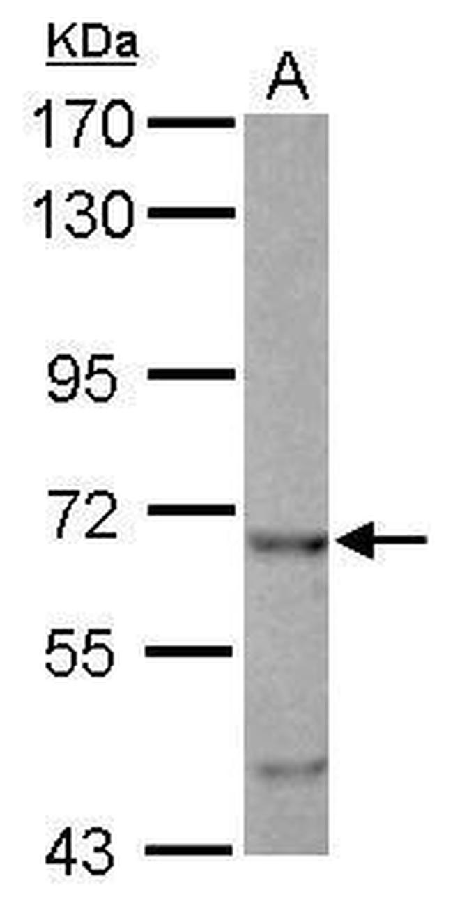 EHD4 Antibody in Western Blot (WB)