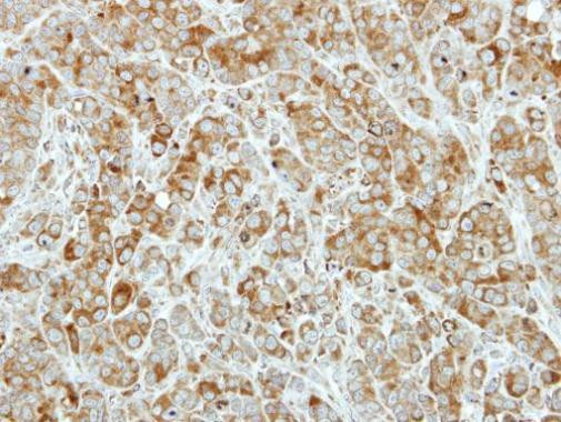 PRDX4 Antibody in Immunohistochemistry (Paraffin) (IHC (P))