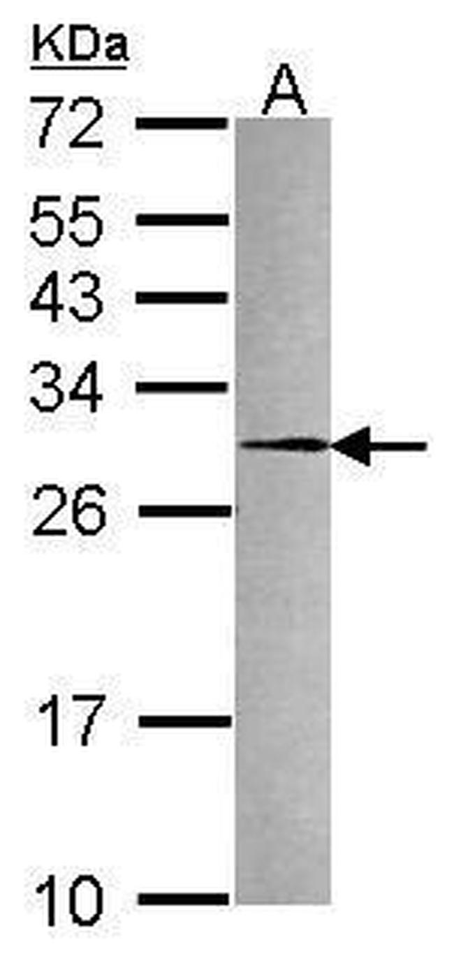 PRDX4 Antibody in Western Blot (WB)