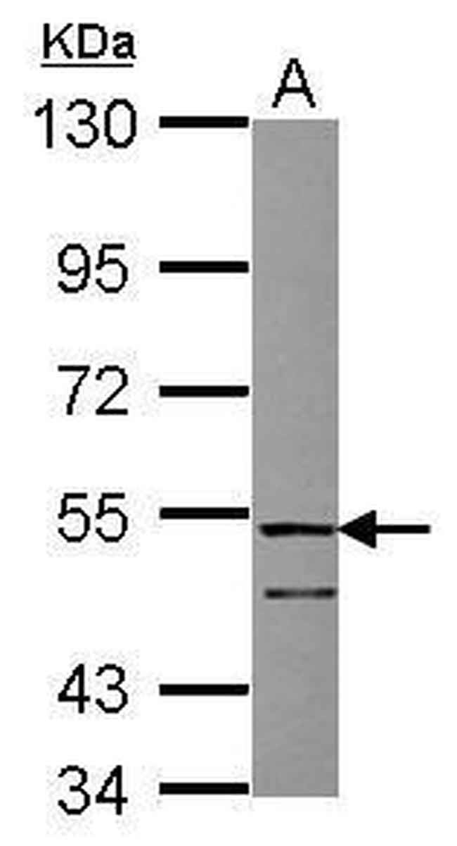 FSTL1 Antibody in Western Blot (WB)