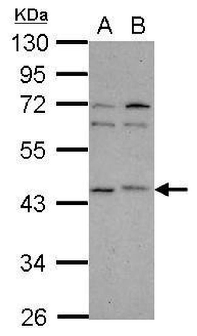 p40 Antibody in Western Blot (WB)