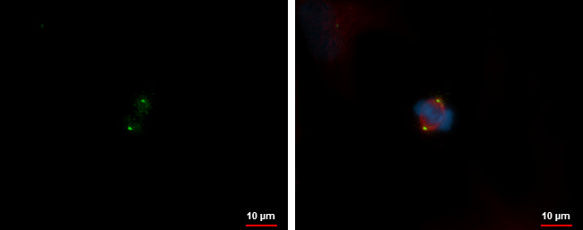 HAUS1 Antibody in Immunocytochemistry (ICC/IF)