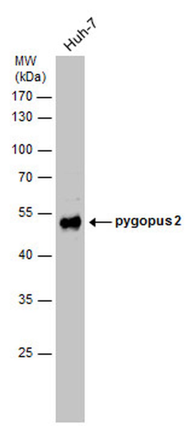 PYGO2 Antibody in Western Blot (WB)