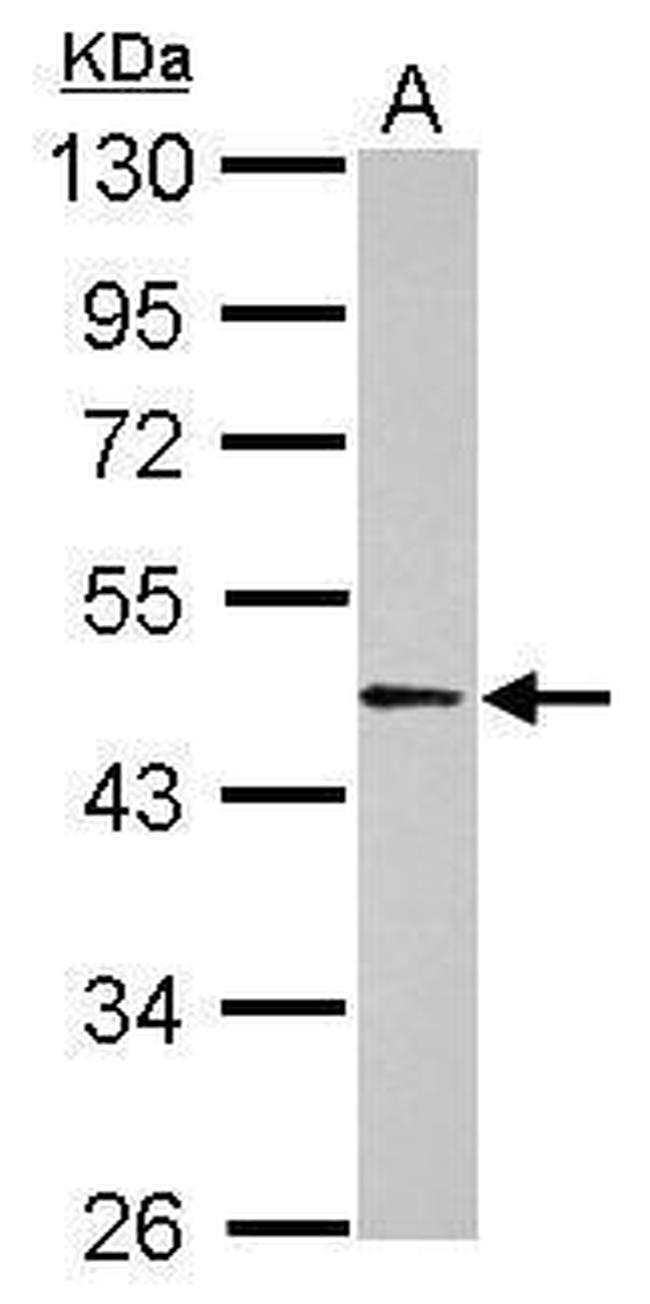 BAF53B Antibody in Western Blot (WB)