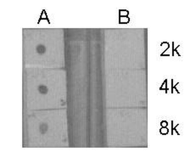 H3R17me2a Antibody in Dot Blot (DB)