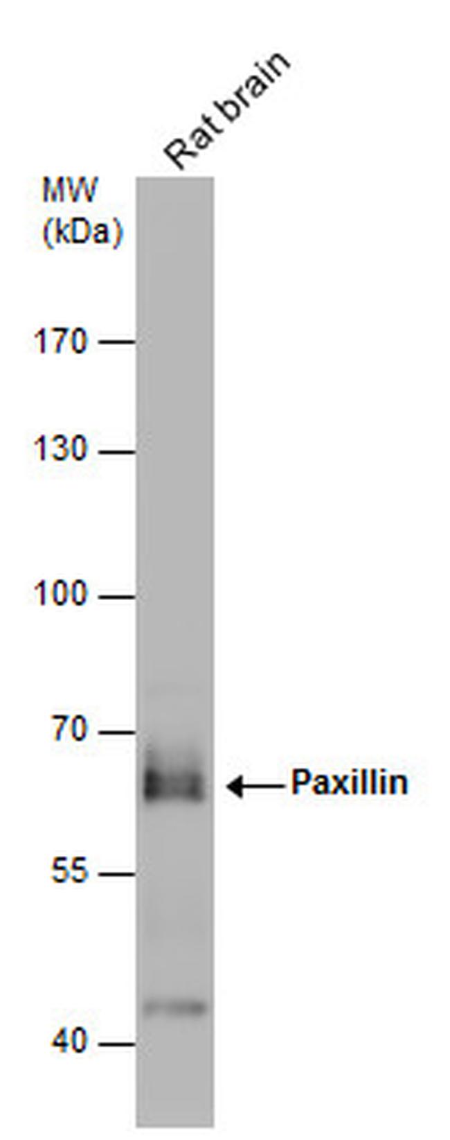 Paxillin Antibody in Western Blot (WB)