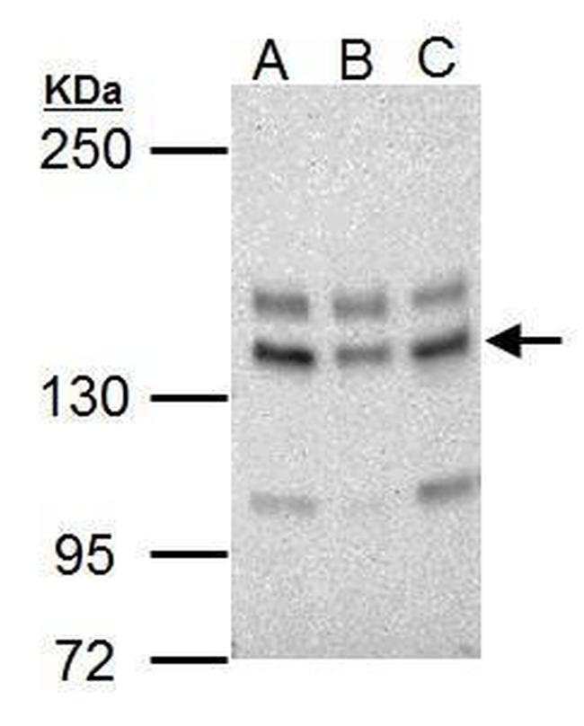 USP7 Antibody in Western Blot (WB)