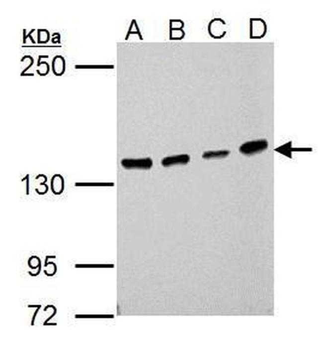 USP7 Antibody in Western Blot (WB)