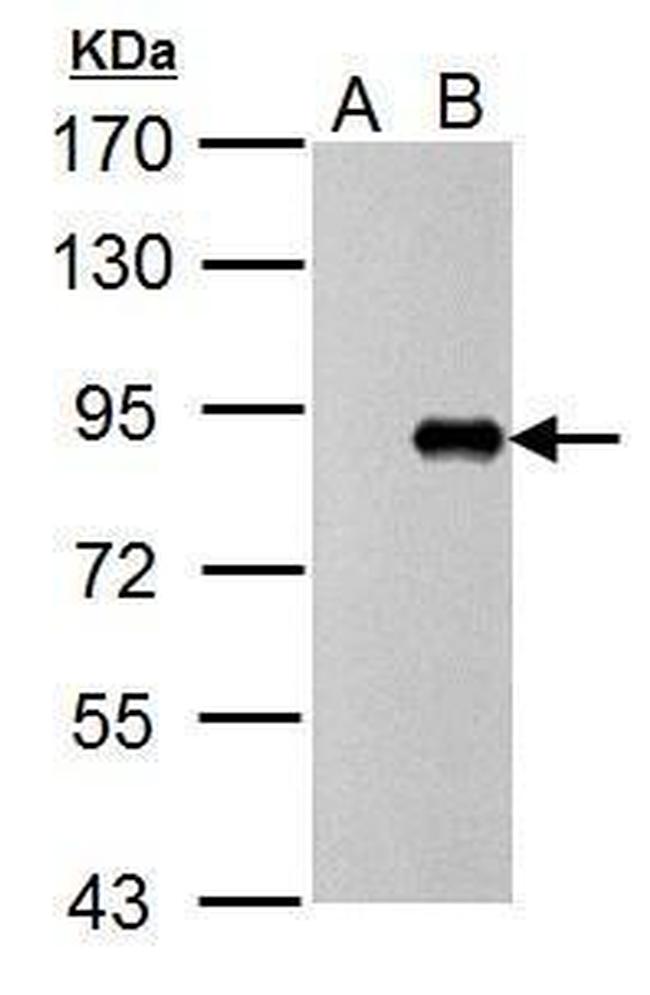 Influenza A PB1 Antibody in Western Blot (WB)