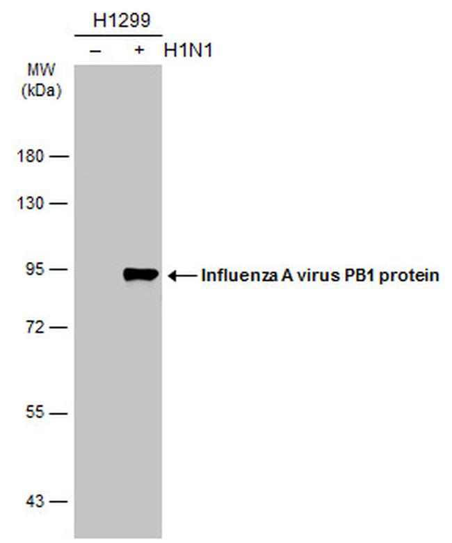 Influenza A PB1 Antibody in Western Blot (WB)