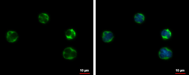 AID Antibody in Immunocytochemistry (ICC/IF)