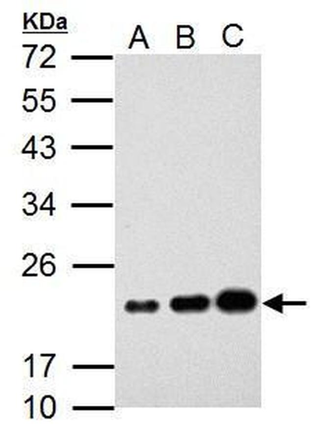 AID Antibody in Western Blot (WB)