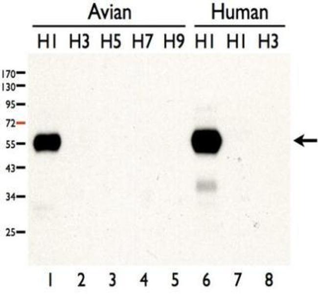 Influenza A H1N1 HA Antibody in Western Blot (WB)