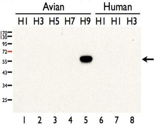 Influenza A H9N2 HA Antibody in Western Blot (WB)