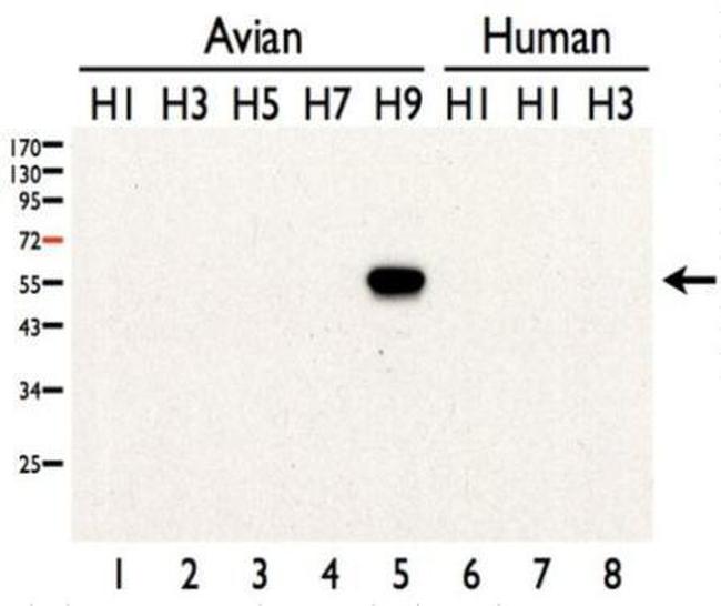 Influenza A H9N2 HA Antibody in Western Blot (WB)