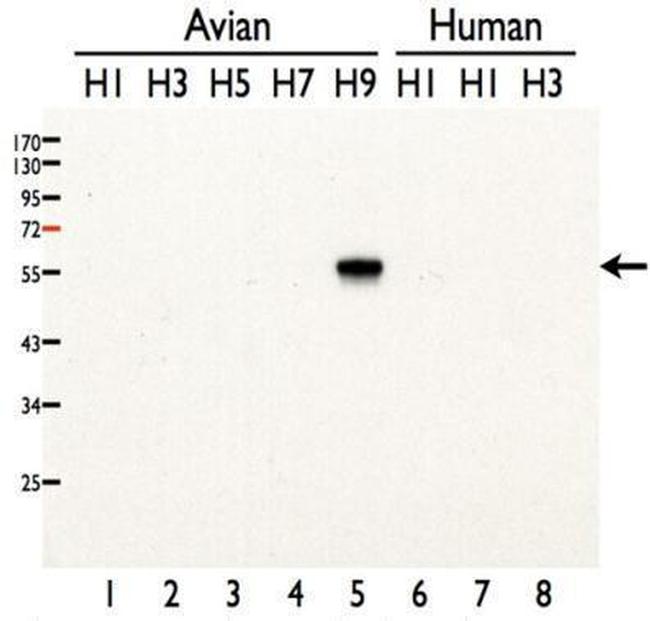 Influenza A H9N2 HA Antibody in Western Blot (WB)