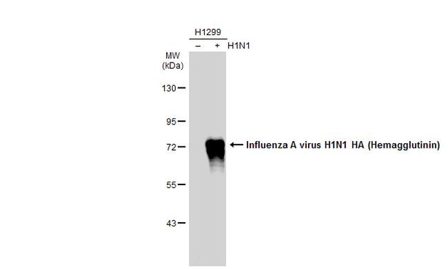 Influenza A H1N1 HA Antibody in Western Blot (WB)