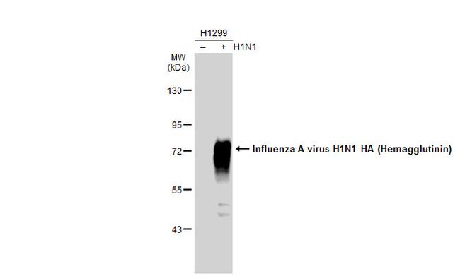 Influenza A H1N1 HA Antibody in Western Blot (WB)