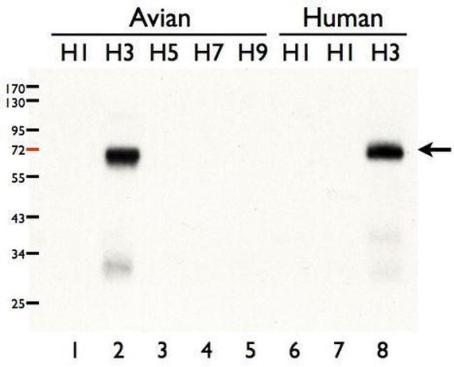 Influenza A H3N2 HA Antibody in Western Blot (WB)