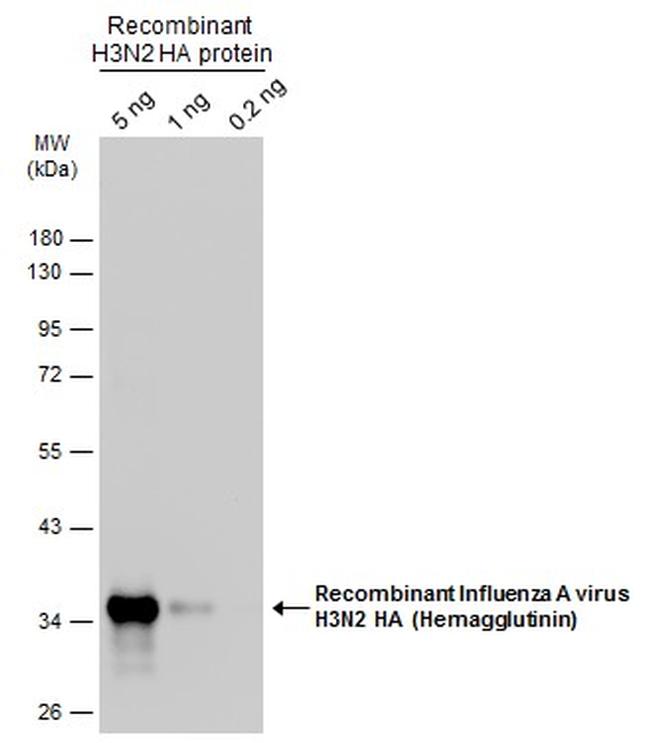 Influenza A H3N2 HA Antibody in Western Blot (WB)