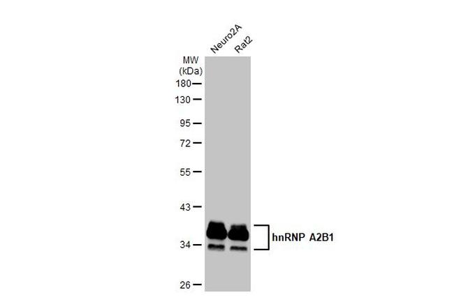 hnRNP A2B1 Antibody in Western Blot (WB)