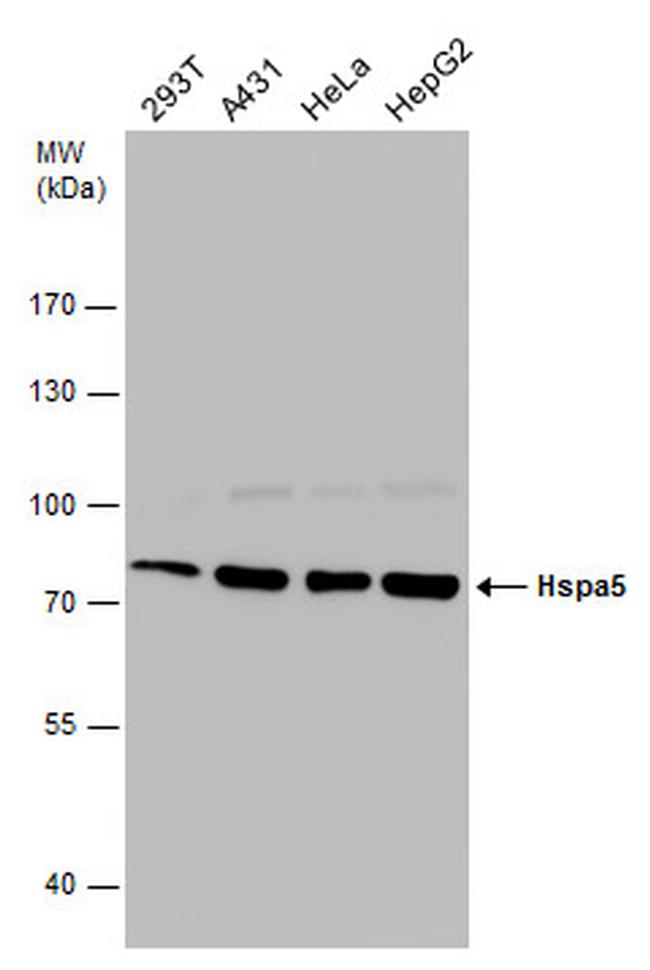 GRP78 Antibody in Western Blot (WB)