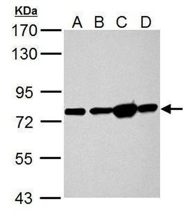 GRP78 Antibody in Western Blot (WB)