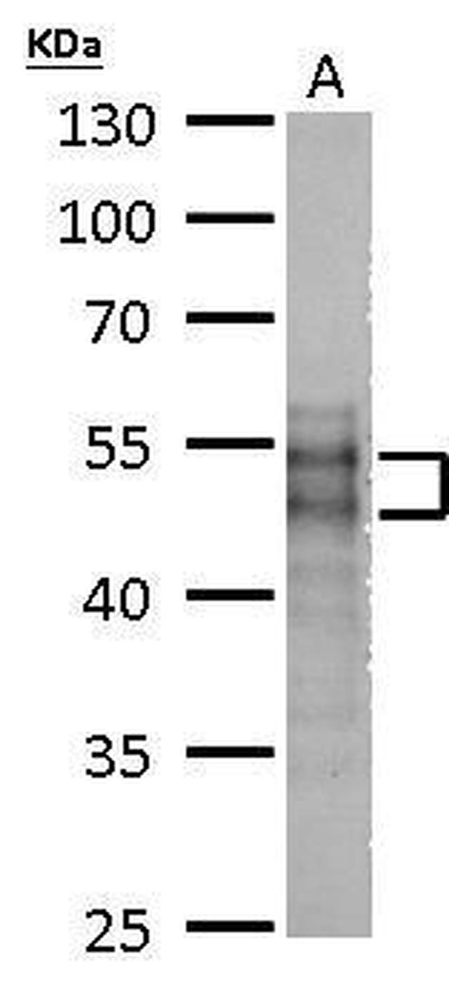 MOK Antibody in Western Blot (WB)