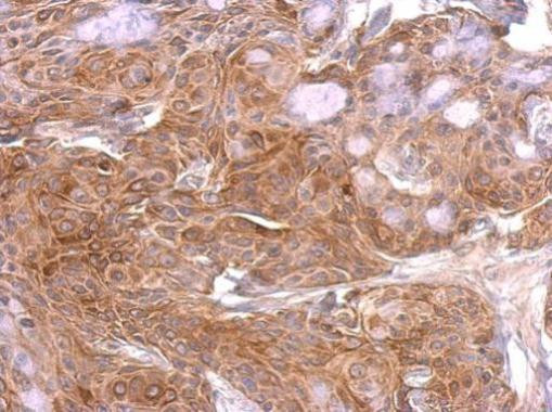 GAP43 Antibody in Immunohistochemistry (Paraffin) (IHC (P))