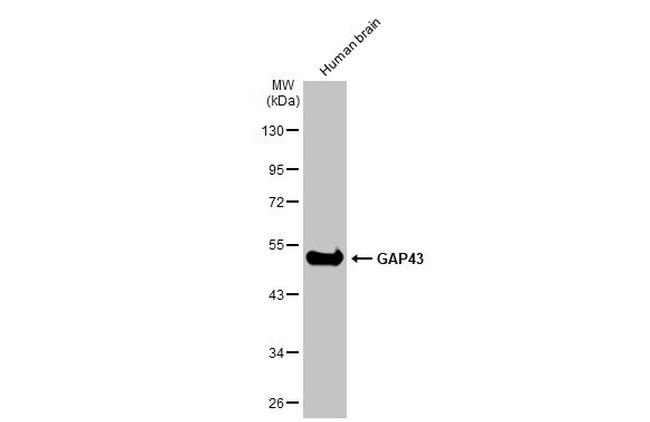 GAP43 Antibody in Western Blot (WB)