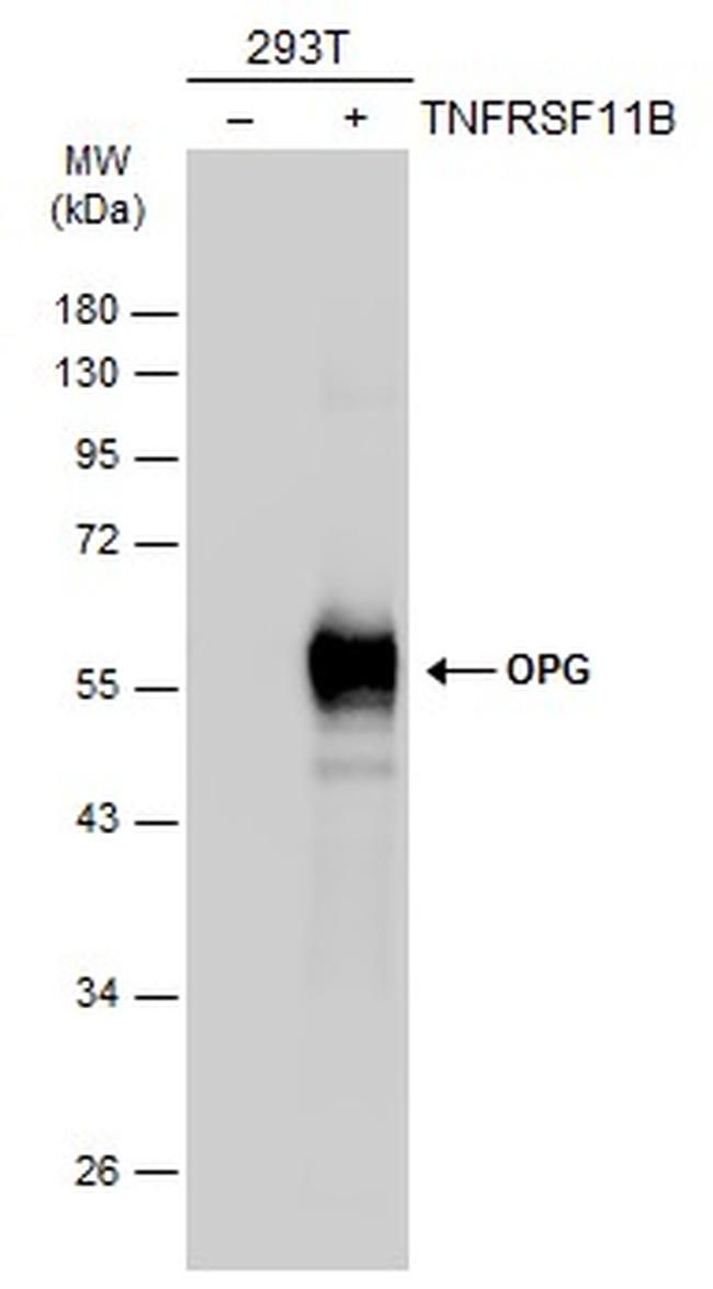 TNFRSF11B Antibody in Western Blot (WB)