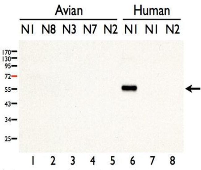 Avian Influenza H5N1 Neuraminidase Antibody in Western Blot (WB)