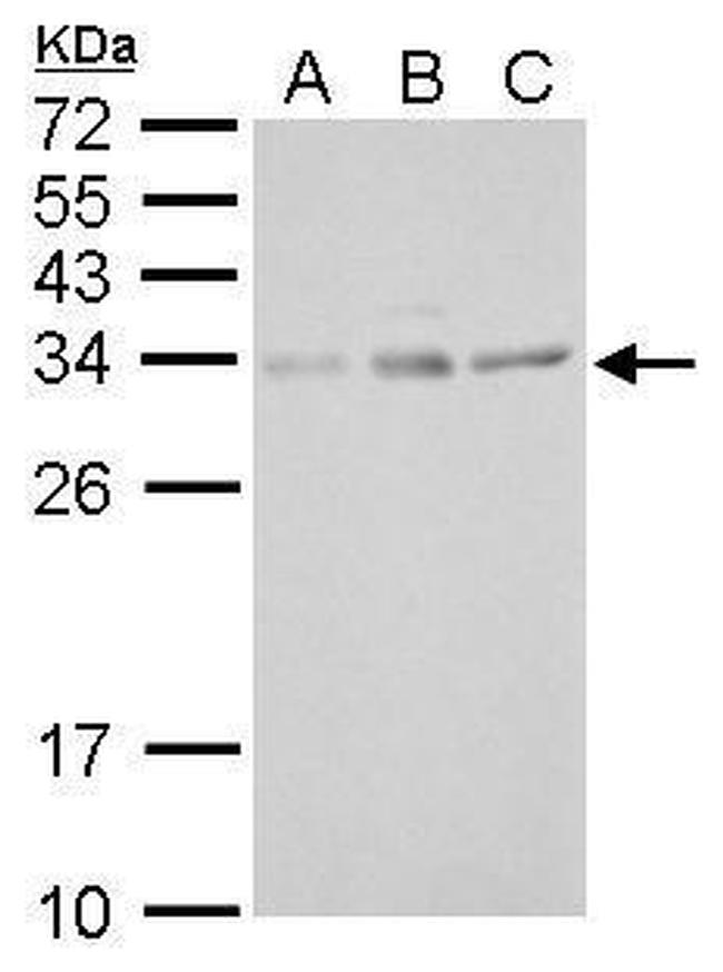 UCP4 Antibody in Western Blot (WB)