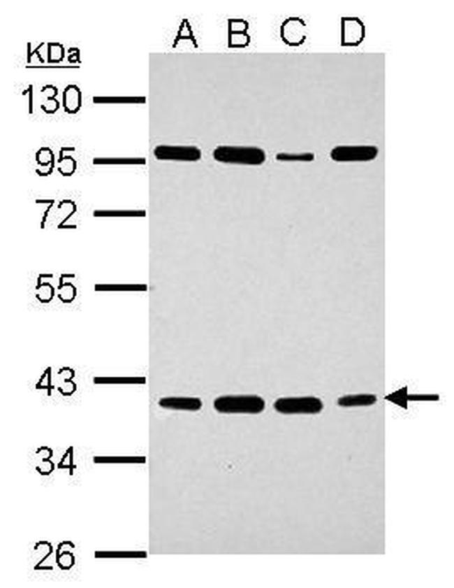 HEY2 Antibody in Western Blot (WB)