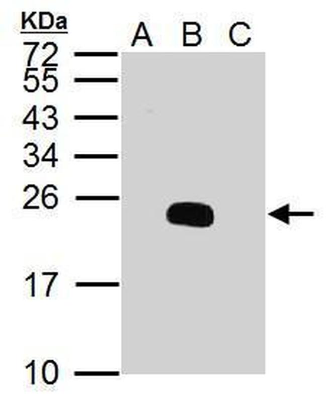 Dengue Virus Type 2 PrM Antibody in Western Blot (WB)