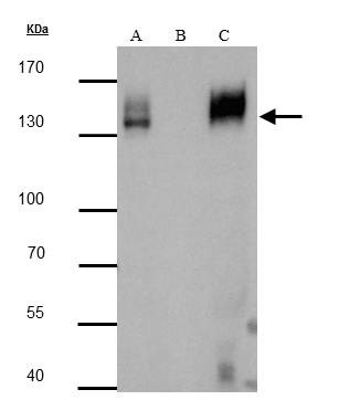 mCherry Antibody in Immunoprecipitation (IP)