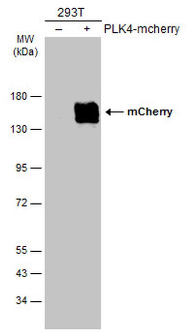 mCherry Antibody in Western Blot (WB)