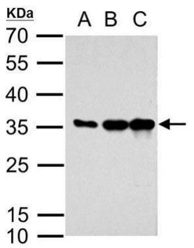 mCherry Antibody in Western Blot (WB)