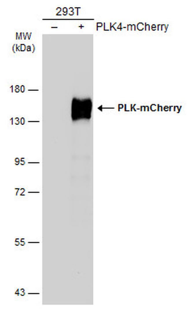 mCherry Antibody in Western Blot (WB)