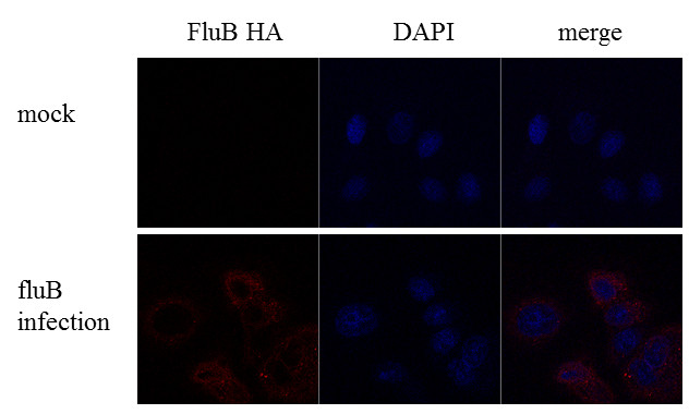 Influenza B HA Antibody in Immunocytochemistry (ICC/IF)