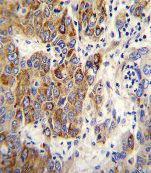 CYP2B6 Antibody in Immunohistochemistry (Paraffin) (IHC (P))